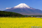 富士山写真｜菜の花