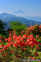 富士山写真｜ツツジ