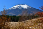 富士山写真｜ススキ
