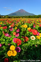 富士山|百日草｜花の都公園