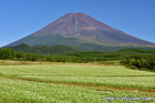 富士山|蕎麦の花｜裾野市