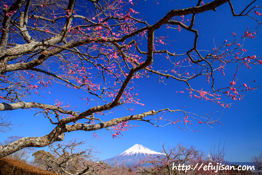 天空に届け｜梅｜富士山