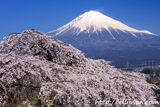 桜満開｜富士山