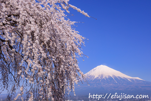 枝垂れ桜｜富士山
