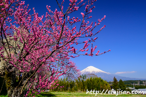 花桃と富士山