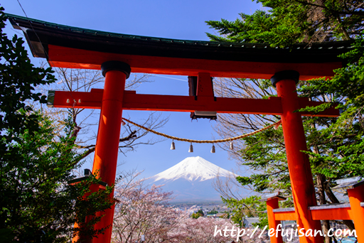 春と言えば桜と富士山｜山梨県富士吉田市浅間神社で撮影した鳥居と富士山