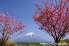 八重桜と富士山２