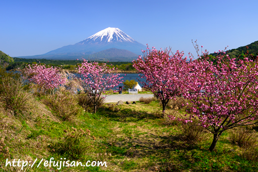精進湖で咲き乱れた八重桜と富士山