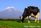 牛と富士山２