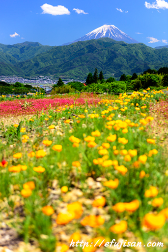 春の花が色彩豊かに咲き乱れる｜富士山