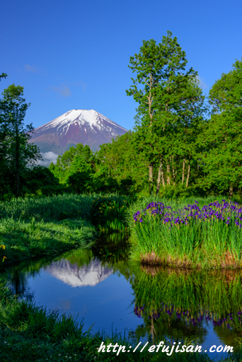 賑わいの小池｜あやめ｜富士山