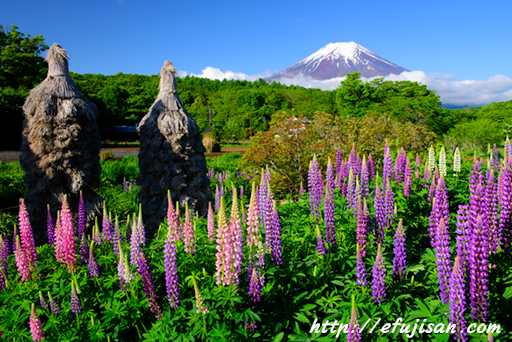 ルピナスと富士山２