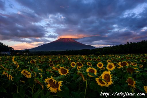 夏の朝｜ひまわり｜赤富士