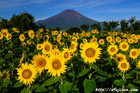 夏｜ひまわり｜富士山写真