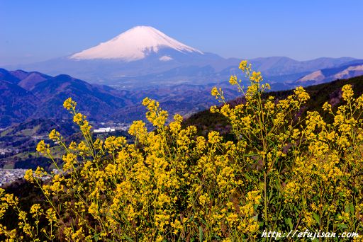松田山で撮影した菜の花と富士山
