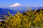 菜の花｜春｜富士山写真