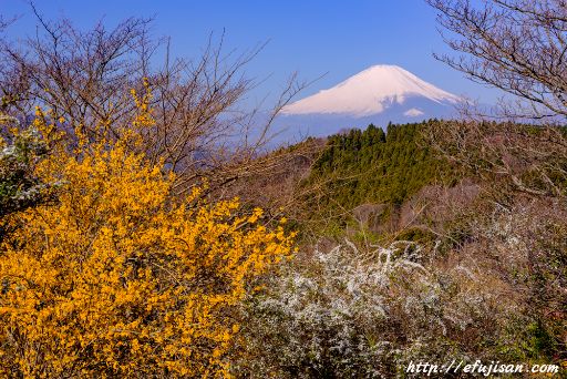松田山で撮影した菜の花と富士山