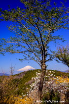 新緑｜春｜富士山写真