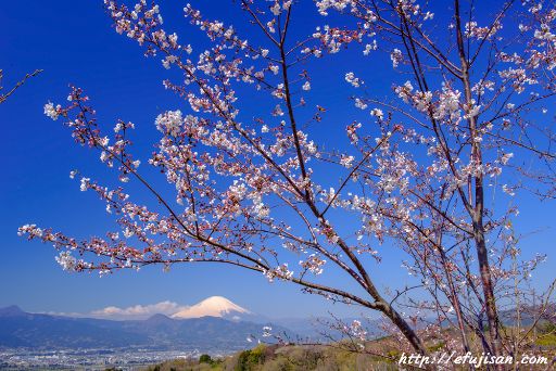>神奈川県大井町から見た桜と富士山