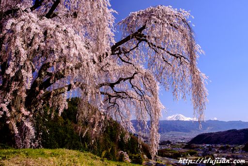 枝垂れ桜と富士山