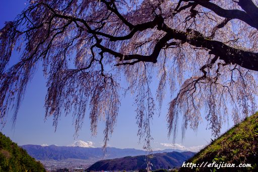乙ケ妻で撮影した枝垂れ桜と富士山