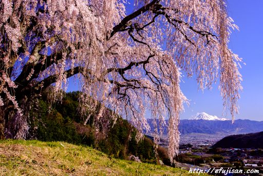 乙ケ妻の枝垂れ桜と富士山
