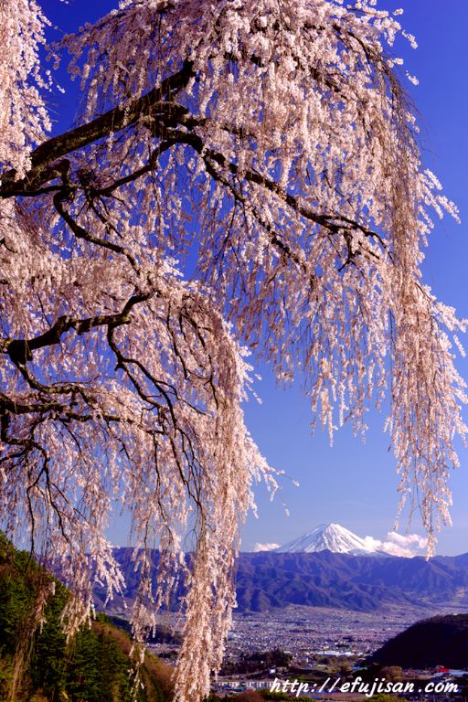 乙ケ妻の満開の枝垂れ桜と富士山を縦構図で表現