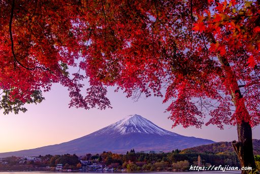 朝日を浴びた富士山と紅葉｜山梨県富士河口湖町