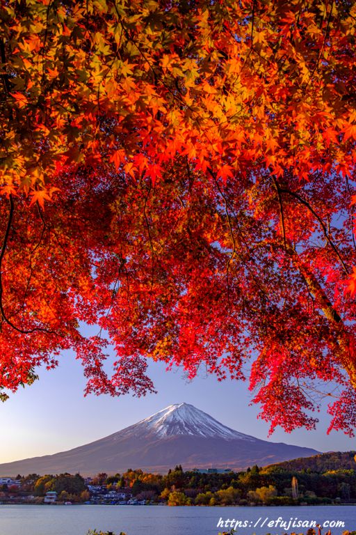 河口湖で撮影した燃える紅葉と富士山