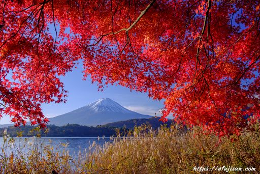 河口湖の紅葉と富士山を額縁のようにして撮影