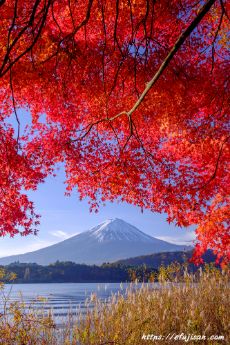 真っ赤な紅葉と富士山