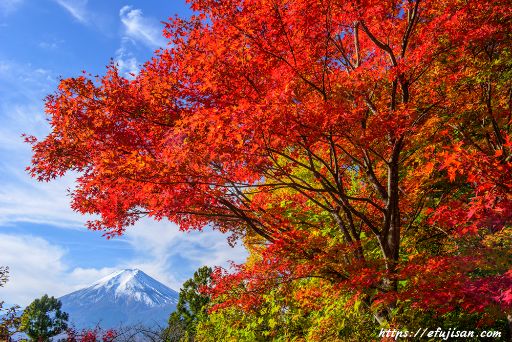 真っ赤に燃える紅葉と富士山を富士吉田市内で撮影