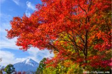 燃える紅葉と富士山