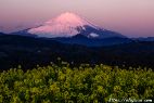 春の吾妻山公園から菜の花と紅富士を撮影