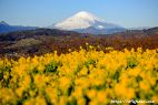 吾妻山公園からの菜の花と富士山