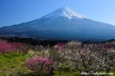 早朝に撮影した梅の花と富士山が美しい
