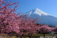静岡県富士宮で撮影した桜と富士山