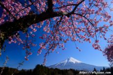 桜の下に美しい富士山が見えるポイントで撮影