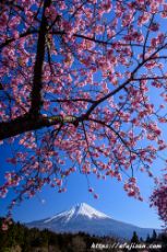 静岡県で撮影した満開の桜と富士山
