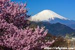 桜と富士山１