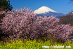 桜と富士山２