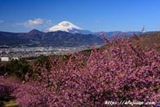 富士山には雲が湧いてしまったが美しい河津桜に感動した｜神奈川県大井町おおいゆめの里