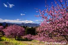抜けるような青空の中で河津桜と富士山を狙う｜神奈川県大井町おおいゆめの里