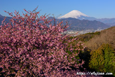 神奈川県大井町おおいゆめの里で撮影した河津桜と富士山
