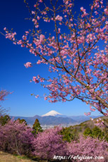 神奈川県大井町おおいゆめの里で河津桜を撮影した