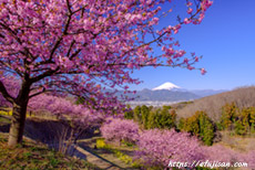 春の河津桜を神奈川県大井町おおいゆめの里で富士山と撮影