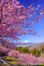 春の河津桜が満開の神奈川県大井町おおいゆめの里で富士山を激写
