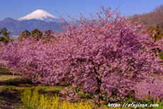 神奈川県大井町おおいゆめの里の河津桜と富士山