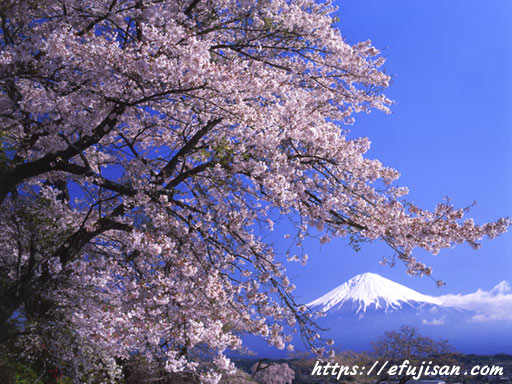 満開に咲き誇る桜と富士山