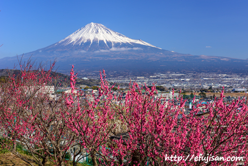早春の香り｜岩本山公園｜富士山写真｜梅